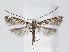  (Gibbovalva quadrifasciata - RMNH.5007929)  @15 [ ] CreativeCommons - Attribution Non-Commercial Share-Alike (2015) Unspecified Naturalis Biodiversity Centre