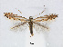  (Phyllonorycter tenerella - RMNH.5007943)  @15 [ ] CreativeCommons - Attribution Non-Commercial Share-Alike (2015) Unspecified Naturalis Biodiversity Centre