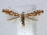  (Phyllonorycter esperella - RMNH.5007948)  @15 [ ] CreativeCommons - Attribution Non-Commercial Share-Alike (2015) Unspecified Naturalis Biodiversity Centre