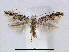  (Phyllonorycter pastorella - RMNH.5007951)  @14 [ ] CreativeCommons - Attribution Non-Commercial Share-Alike (2015) Unspecified Naturalis Biodiversity Centre