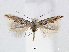  (Phyllonorycter ulmi - RMNH.5007958)  @13 [ ] CreativeCommons - Attribution Non-Commercial Share-Alike (2015) Unspecified Naturalis Biodiversity Centre