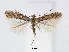  (Phyllonorycter hikosana - RMNH.5007960)  @15 [ ] CreativeCommons - Attribution Non-Commercial Share-Alike (2015) Unspecified Naturalis Biodiversity Centre