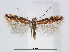  (Phyllonorycter SageretiaOman - RMNH.5007964)  @14 [ ] CreativeCommons - Attribution Non-Commercial Share-Alike (2015) Unspecified Naturalis Biodiversity Centre