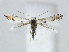  (Phyllocnistis labyrinthella - RMNH.5007969)  @15 [ ] CreativeCommons - Attribution Non-Commercial Share-Alike (2015) Unspecified Naturalis Biodiversity Centre