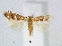  (Phyllonorycter persimilis - RMNH.5007970)  @14 [ ] CreativeCommons - Attribution Non-Commercial Share-Alike (2015) Unspecified Naturalis Biodiversity Centre