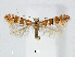  (Phyllonorycter juglandis - RMNH.5007971)  @14 [ ] CreativeCommons - Attribution Non-Commercial Share-Alike (2015) Unspecified Naturalis Biodiversity Centre