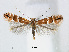  (Phyllonorycter japonica - RMNH.5007972)  @15 [ ] CreativeCommons - Attribution Non-Commercial Share-Alike (2015) Unspecified Naturalis Biodiversity Centre