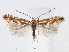  (Phyllonorycter AriaKorea - RMNH.5007979)  @14 [ ] CreativeCommons - Attribution Non-Commercial Share-Alike (2015) Unspecified Naturalis Biodiversity Centre