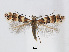  (Phyllonorycter pumilae - RMNH.5007980)  @14 [ ] CreativeCommons - Attribution Non-Commercial Share-Alike (2015) Unspecified Naturalis Biodiversity Centre