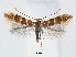  (Phyllonorycter zelkovae - RMNH.5007986)  @14 [ ] CreativeCommons - Attribution Non-Commercial Share-Alike (2015) Unspecified Naturalis Biodiversity Centre