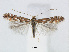  (Phyllonorycter cretata - RMNH.5007988)  @14 [ ] CreativeCommons - Attribution Non-Commercial Share-Alike (2015) Unspecified Naturalis Biodiversity Centre