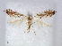  (Phyllonorycter leucocorona - RMNH.5007990)  @14 [ ] CreativeCommons - Attribution Non-Commercial Share-Alike (2015) Unspecified Naturalis Biodiversity Centre