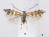  (Phyllonorycter - RMNH.5013725)  @15 [ ] CreativeCommons - Attribution Non-Commercial Share-Alike (2015) Unspecified Naturalis Biodiversity Centre