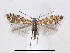 (Phyllonorycter quinqueguttella - RMNH.5013728)  @15 [ ] CreativeCommons - Attribution Non-Commercial Share-Alike (2015) Unspecified Naturalis Biodiversity Centre