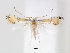  (Phyllocnistis citrella - RMNH.5013749)  @13 [ ] CreativeCommons - Attribution Non-Commercial Share-Alike (2016) Unspecified Naturalis Biodiversity Center