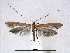  (Caloptilia laurifoliae - RMNH.5013760)  @14 [ ] CreativeCommons - Attribution Non-Commercial Share-Alike (2016) Unspecified Naturalis Biodiversity Center