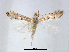  (Phyllonorycter kamijoi - RMNH.INS.544250)  @14 [ ] CreativeCommons - Attribution Non-Commercial Share-Alike (2015) Unspecified Naturalis Biodiversity Centre