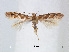  (Phyllonorycter tritorrhecta - RMNH.INS.544251)  @14 [ ] CreativeCommons - Attribution Non-Commercial Share-Alike (2015) Unspecified Naturalis Biodiversity Centre