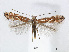  (Phyllonorycter ringoniella - RMNH.INS.544257)  @15 [ ] CreativeCommons - Attribution Non-Commercial Share-Alike (2015) Unspecified Naturalis Biodiversity Centre