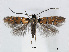  (Phyllonorycter melacoronis - RMNH.INS.544258)  @15 [ ] CreativeCommons - Attribution Non-Commercial Share-Alike (2015) Unspecified Naturalis Biodiversity Centre