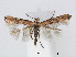  (Phyllonorycter PopulusChina - RMNH.INS.544262)  @14 [ ] CreativeCommons - Attribution Non-Commercial Share-Alike (2015) Unspecified Naturalis Biodiversity Centre