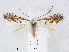  (Phyllonorycter nigristella - RMNH.INS.544264)  @14 [ ] CreativeCommons - Attribution Non-Commercial Share-Alike (2015) Unspecified Naturalis Biodiversity Centre