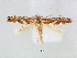  (Phyllonorycter QuercusilicifoliaUSA - RMNH.INS.544270)  @14 [ ] CreativeCommons - Attribution Non-Commercial Share-Alike (2015) Unspecified Naturalis Biodiversity Centre