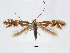  (Phyllonorycter intermixta - RMNH.INS.544275)  @15 [ ] CreativeCommons - Attribution Non-Commercial Share-Alike (2015) Unspecified Naturalis Biodiversity Centre
