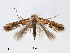  (Phyllonorycter propinquinella - RMNH.INS.544278)  @15 [ ] CreativeCommons - Attribution Non-Commercial Share-Alike (2015) Unspecified Naturalis Biodiversity Centre