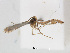  (Phyllonorycter kearfottella - RMNH.INS.544283)  @12 [ ] CreativeCommons - Attribution Non-Commercial Share-Alike (2015) Unspecified Naturalis Biodiversity Centre
