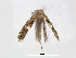  (Macrosaccus uhlerella - RMNH.INS.544289)  @12 [ ] CreativeCommons - Attribution Non-Commercial Share-Alike (2015) Unspecified Naturalis Biodiversity Centre