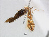  (Phyllonorycter QuercusSKorea - RMNH.INS.544313)  @13 [ ] CreativeCommons - Attribution Non-Commercial Share-Alike (2015) Unspecified Naturalis Biodiversity Centre