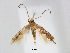  (Phyllonorycter jabalshamsi - RMNH.INS.544314)  @14 [ ] CreativeCommons - Attribution Non-Commercial Share-Alike (2015) Unspecified Naturalis Biodiversity Centre