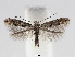  (Phyllonorycter salicifoliella - RMNH.INS.552266)  @15 [ ] CreativeCommons - Attribution Non-Commercial Share-Alike (2012) Naturalis, Biodiversity Centre Naturalis, Biodiversity Centre