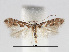 (Phyllonorycter argentinotella - RMNH.INS.552267)  @15 [ ] CreativeCommons - Attribution Non-Commercial Share-Alike (2012) Naturalis, Biodiversity Centre Naturalis, Biodiversity Centre