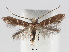  (Cameraria ostryarella - RMNH.INS.552282)  @15 [ ] CreativeCommons - Attribution Non-Commercial Share-Alike (2012) Naturalis, Biodiversity Centre Naturalis, Biodiversity Centre