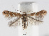  (Cameraria betulivora - RMNH.INS.552283)  @14 [ ] CreativeCommons - Attribution Non-Commercial Share-Alike (2012) Naturalis, Biodiversity Centre Naturalis, Biodiversity Centre