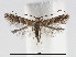  (Cameraria caryaefoliella - RMNH.INS.552286)  @14 [ ] CreativeCommons - Attribution Non-Commercial Share-Alike (2012) Naturalis, Biodiversity Centre Naturalis, Biodiversity Centre