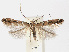  (Cameraria nemoris - RMNH.INS.552288)  @13 [ ] CreativeCommons - Attribution Non-Commercial Share-Alike (2012) Naturalis, Biodiversity Centre Naturalis, Biodiversity Centre