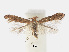  (Phyllonorycter PterocaryaVietnam - RMNH.INS.552296)  @14 [ ] CreativeCommons - Attribution Non-Commercial Share-Alike (2012) Naturalis, Biodiversity Centre Naturalis, Biodiversity Centre