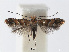  (Phyllonorycter RubusVietnam - RMNH.INS.552297)  @14 [ ] CreativeCommons - Attribution Non-Commercial Share-Alike (2012) Naturalis, Biodiversity Centre Naturalis, Biodiversity Centre