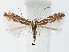  (Phyllonorycter mannii - RMNH.INS.554146)  @14 [ ] CreativeCommons - Attribution Non-Commercial Share-Alike (2012) Naturalis, Biodiversity Centre Naturalis, Biodiversity Centre