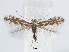  (Phyllonorycter macedonica - RMNH.INS.554148)  @14 [ ] CreativeCommons - Attribution Non-Commercial Share-Alike (2012) Naturalis, Biodiversity Centre Naturalis, Biodiversity Centre