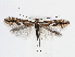  (Phyllonorycter mespilella - RMNH.INS.554151)  @14 [ ] CreativeCommons - Attribution Non-Commercial Share-Alike (2012) Naturalis, Biodiversity Centre Naturalis, Biodiversity Centre