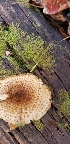  (Leucopholiota - CM2019-04848)  @11 [ ] CreativeCommons - Attribution Non-Commercial (2019) Cara Coulter Western Pennsylvania Mushroom Club