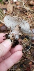  (Rhodocollybia butyracea - CM2019-05627)  @11 [ ] CreativeCommons - Attribution Non-Commercial (2019) Cara Coulter Western Pennsylvania Mushroom Club