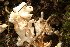 ( - WPAMC22-4480)  @11 [ ] CreativeCommons - Attribution Non-Commercial (2022) Cara Coulter Western Pennsylvania Mushroom Club