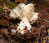  (Megacollybia rodmanii - WPAMC22-4624)  @11 [ ] CreativeCommons - Attribution Non-Commercial (2022) Cara Coulter Western Pennsylvania Mushroom Club