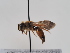  (Andrena pruinosa succinea - TJW_576)  @11 [ ] nrr (2022) Unspecified Thomas Wood