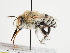  (Anthophora socia - TJW_1178)  @11 [ ] nrr (2023) Unspecified Thomas Wood